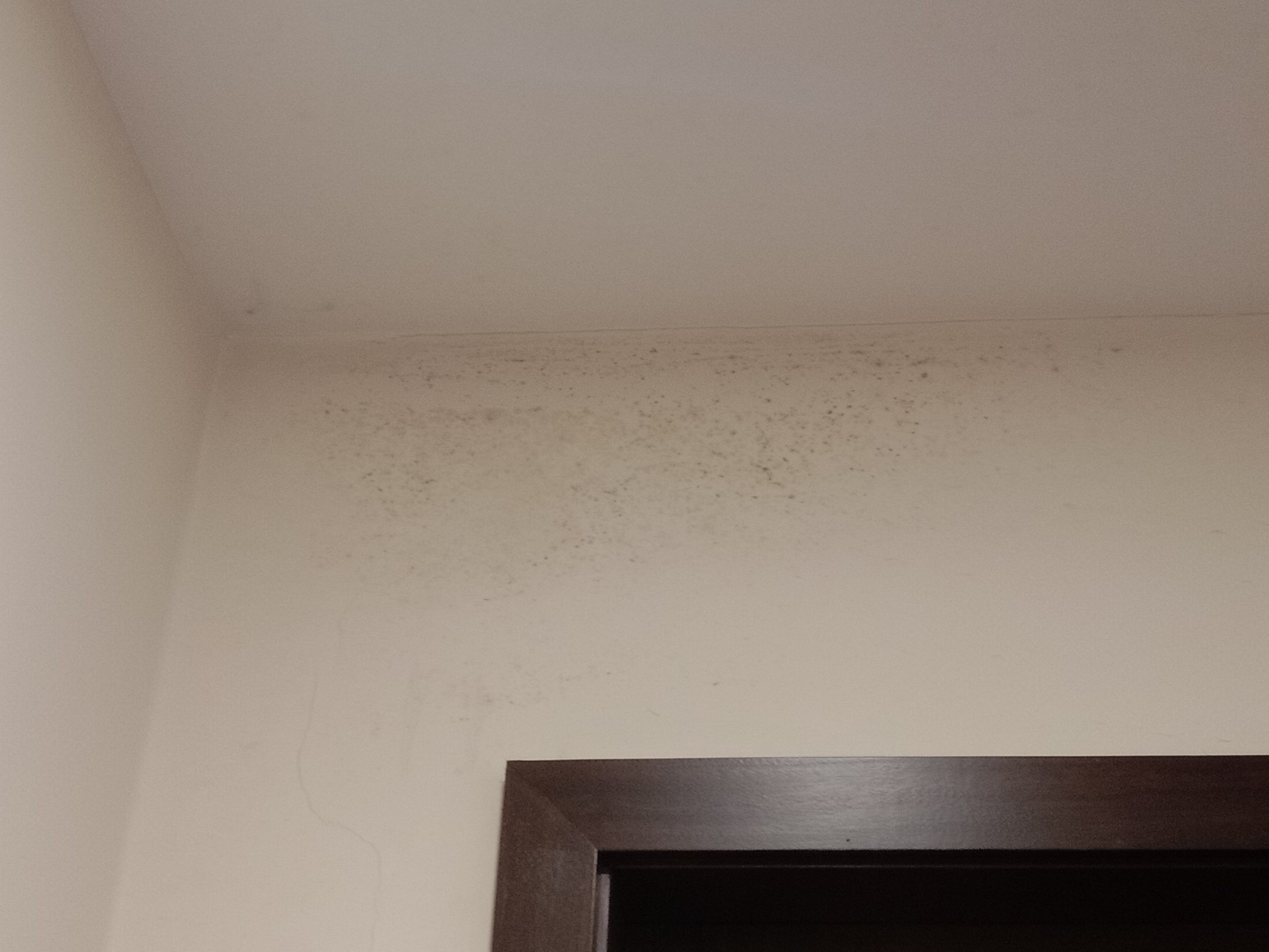 Mold and Spores Mold and Spores Can Affect your Fall Allergy