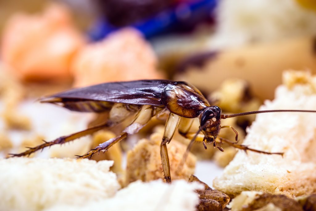 Tempat Lipas Suka Membiak