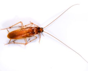 Type of Cockroaches