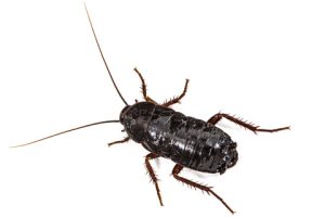 Type of Cockroaches