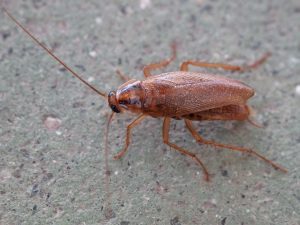 Type of Cockroaches