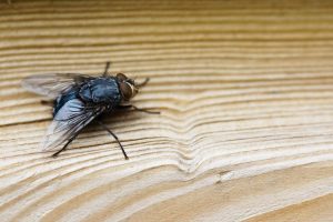 pest control service