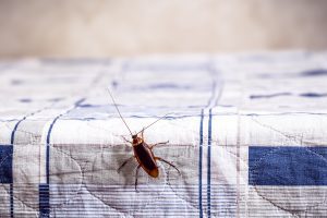 Type of Cockroaches