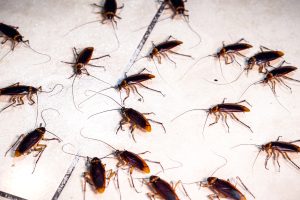 pest control service