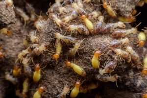 pest control service