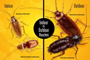 Type of Cockroaches